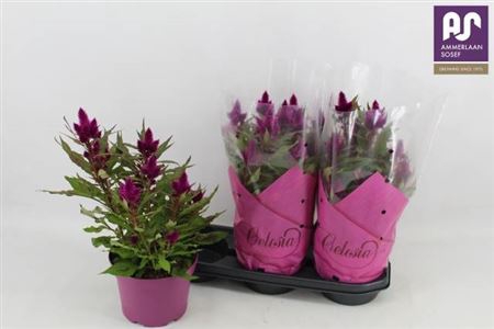 <h4>Cel Deep Purple</h4>