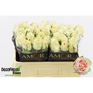 R Gr Wedding Rose Amor