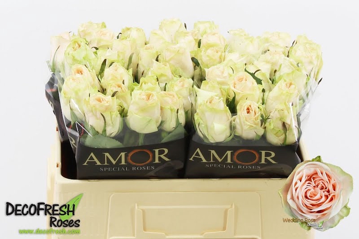 R Gr Wedding Rose Amor