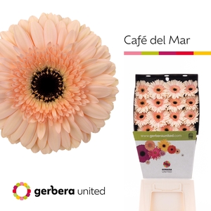 Gerbera Cafe del Mar Diamond