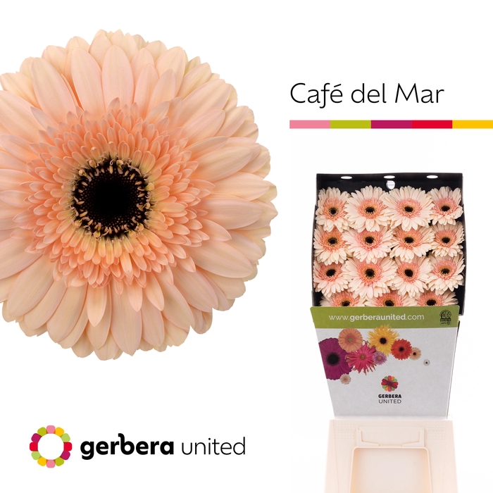Gerbera Cafe del Mar Diamond