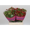 Ranunculus Romance Crown Bastille