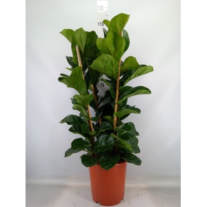 Ficus lyrata 'Bambino'
