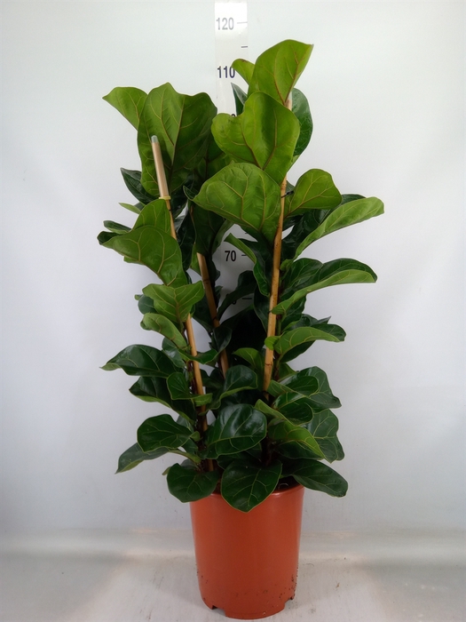 <h4>Ficus lyrata 'Bambino'</h4>