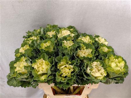 <h4>Brassica White Lady 60cm</h4>
