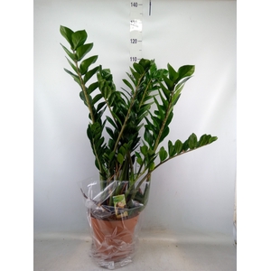 Zamioculcas zamiifolia