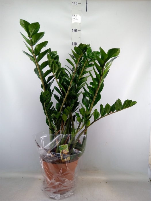 <h4>Zamioculcas zamiifolia</h4>