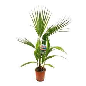 Washingtonia robusta