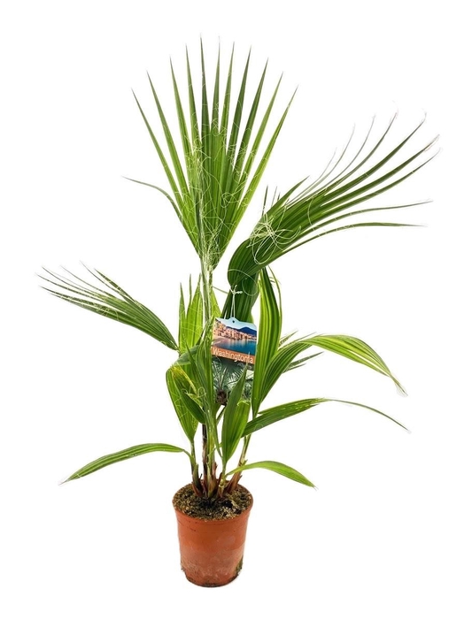 <h4>Washingtonia robusta</h4>