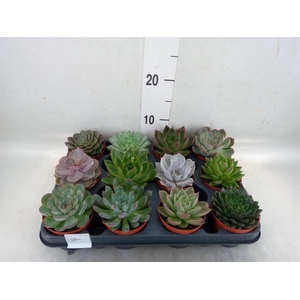 Echeveria   ...mix