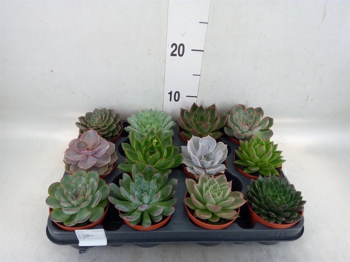 <h4>Echeveria   ...mix</h4>