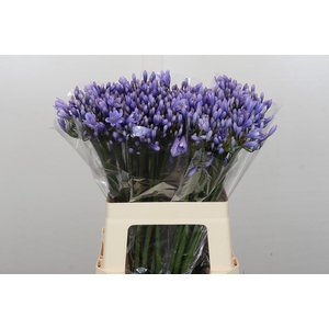 Agapanthus  Eyfori Light Blue