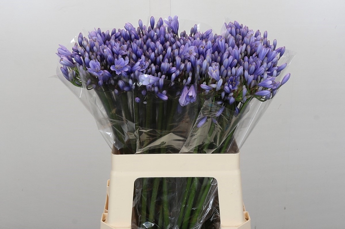 <h4>Agapanthus  Eyfori Light Blue</h4>