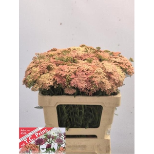 ACHILLEA MILLEF. 'LACHSSCHONHEIT'