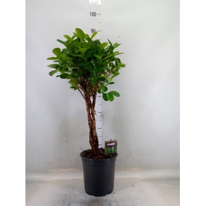 Ficus microcarpa 'Moclame'