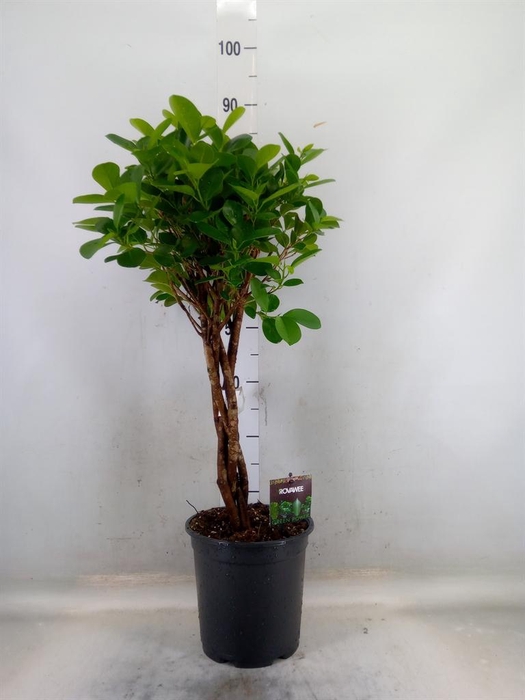 <h4>Ficus microcarpa 'Moclame'</h4>