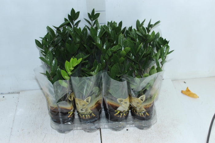 <h4>ZAMIOCULCAS P09</h4>