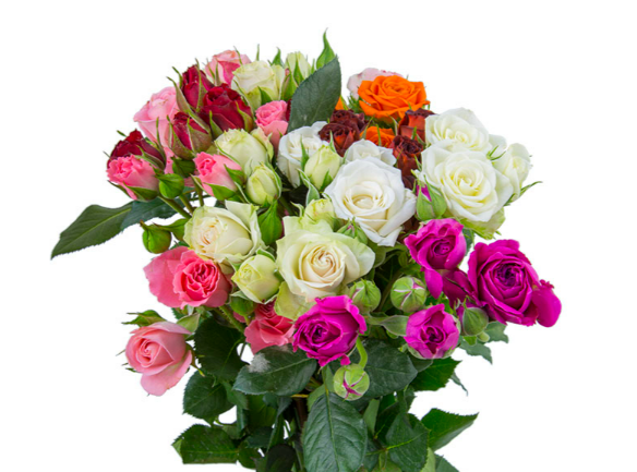 ROSA SPRAY MISTA 040 CM MISTO