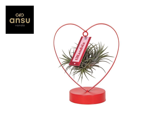 <h4>Tillandsia variés</h4>
