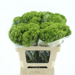 Di Barb Kiwi Mellow Extra