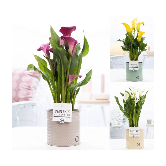 <h4>Zantedeschia mix in P&PURE zinc pot Louise 4 ass.</h4>