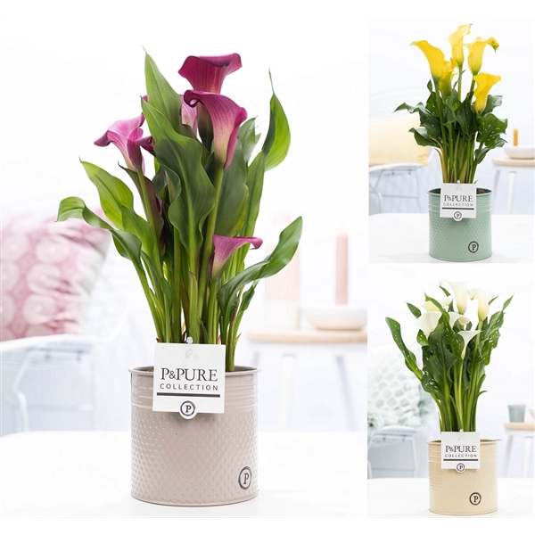 Zantedeschia mix in P&PURE zinc pot Louise 4 ass.