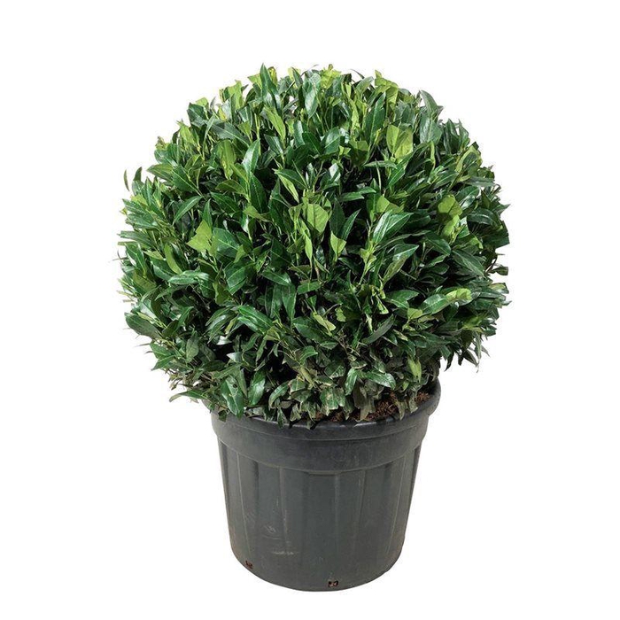 <h4>Prunus laur. 'Herbergii'</h4>