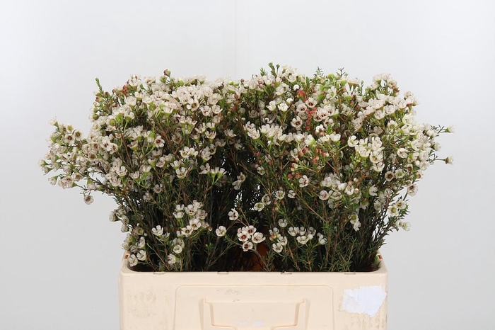 <h4>Chame Un Ella</h4>