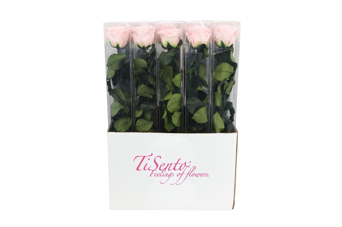 <h4>ARR ROSA POT H%</h4>