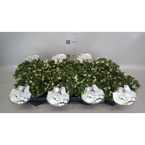 Iberis semp. 'Appen-Etz'