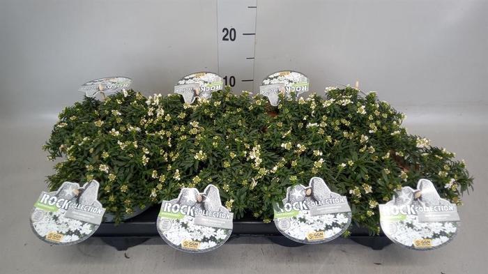 <h4>Iberis semp. 'Appen-Etz'</h4>