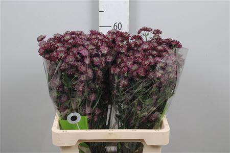 <h4>Astr Star Of Desire</h4>