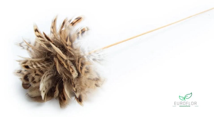 ROZEN VEREN 12CM OP STOK NATUREL BRUIN