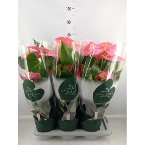 Anthurium andr. 'Colorado'