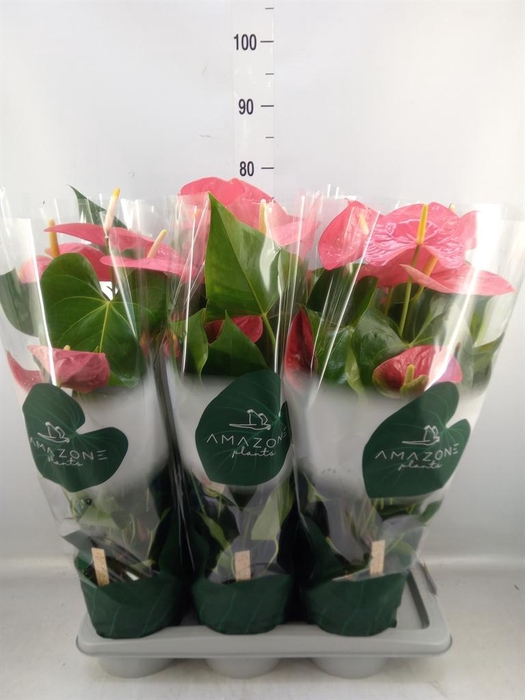 <h4>Anthurium andr. 'Colorado'</h4>