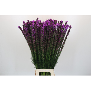 Liatris Callilepis Forest Lodge