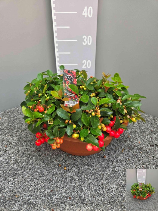 <h4>GAULTH PR BIG BERRY</h4>