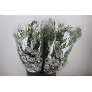 Pittosp Ralphi Leaves 200gr P Bunch