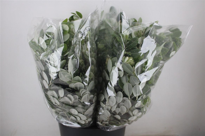 <h4>Pittosp Ralphi Leaves 200gr P Bunch</h4>