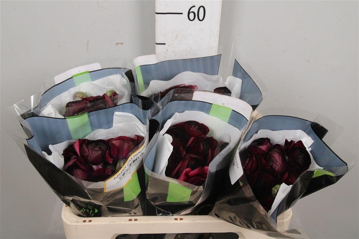 <h4>Ran Elegance Viola</h4>