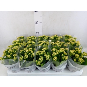 Kalanchoe  'MoreFlow Lillian'