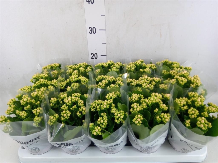 <h4>Kalanchoe  'MoreFlow Lillian'</h4>
