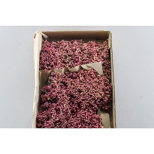 Sierfruit Schinus Bes* Natural