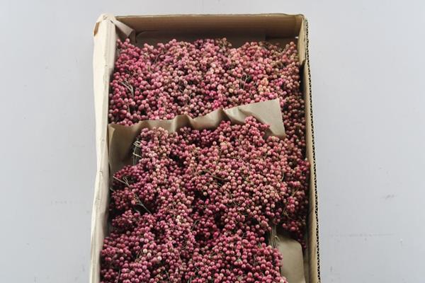 <h4>Sierfruit Schinus Bes* Natural</h4>