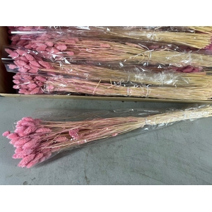 DF Phalaris Bs Light Pink 100g