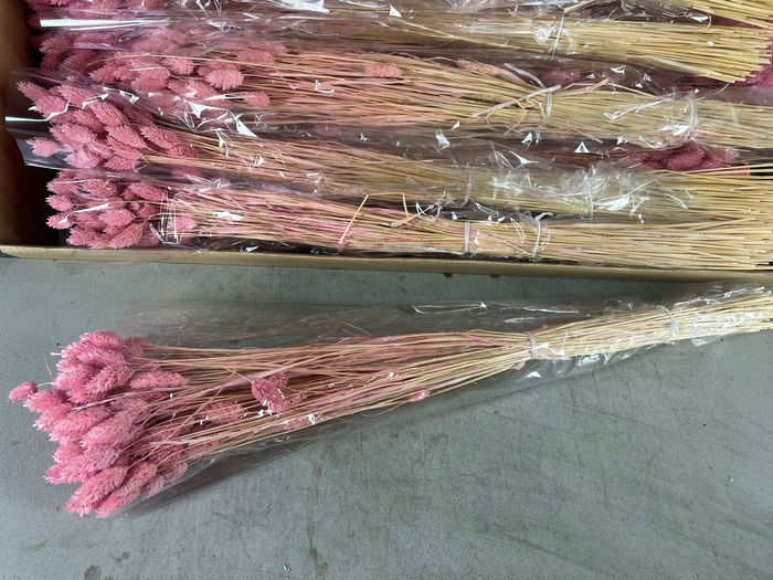 <h4>DF Phalaris Bs Light Pink 100g</h4>