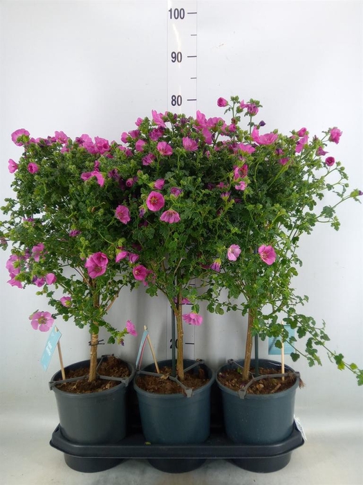 <h4>Anisodontea capensis 'Elega Prince'</h4>