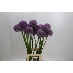 Allium Globemaster