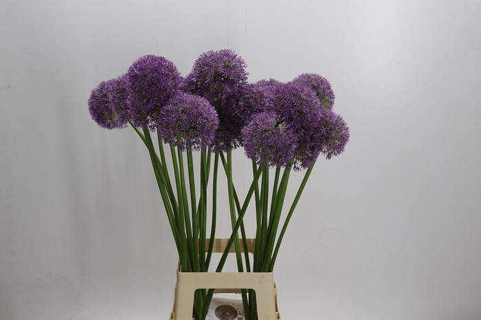 <h4>Allium Globemaster</h4>