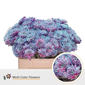 Chr. Tr 'Baltica' DYED Mermaid